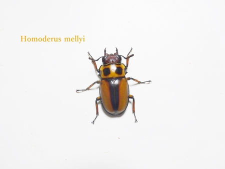 ▲メンガタメリー & オキノエラブノコ & カブトJAPAN & スジブトヒラタ
