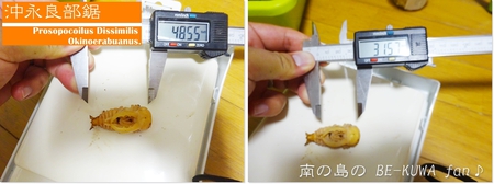 ▲メンガタメリー & オキノエラブノコ & カブトJAPAN & スジブトヒラタ