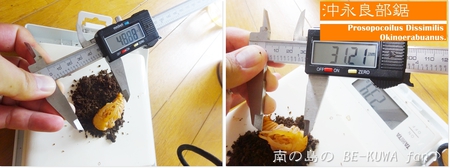 ▲メンガタメリー & オキノエラブノコ & カブトJAPAN & スジブトヒラタ