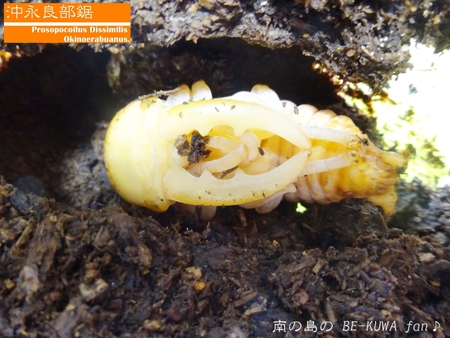 ▲メンガタメリー & オキノエラブノコ & カブトJAPAN & スジブトヒラタ