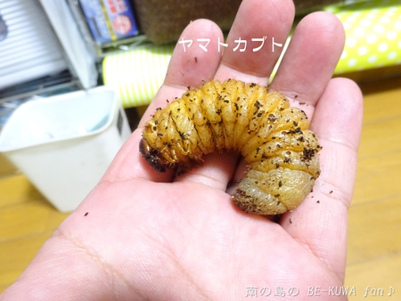 ▲メンガタメリー & オキノエラブノコ & カブトJAPAN & スジブトヒラタ