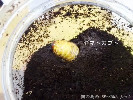 ▲メンガタメリー & オキノエラブノコ & カブトJAPAN & スジブトヒラタ