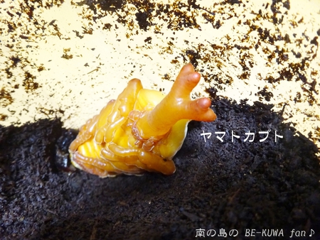 ▲メンガタメリー & オキノエラブノコ & カブトJAPAN & スジブトヒラタ