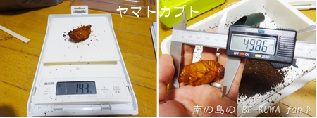 ▲メンガタメリー & オキノエラブノコ & カブトJAPAN & スジブトヒラタ