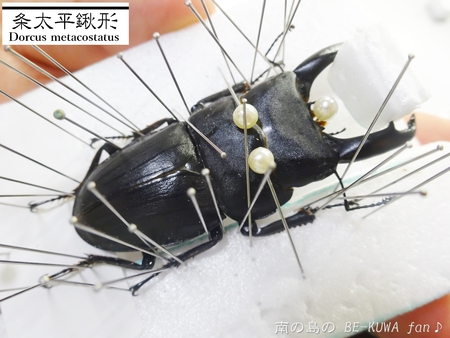▲メンガタメリー & オキノエラブノコ & カブトJAPAN & スジブトヒラタ
