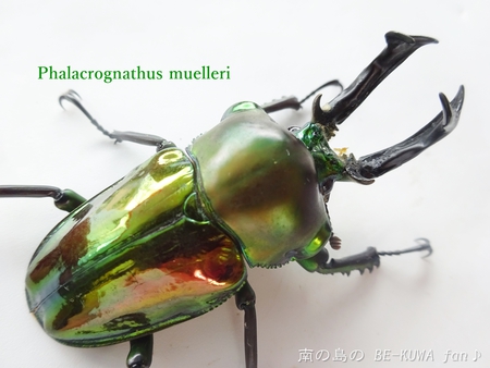 標本 天然甲虫 カブトムシ 虹色 遊色 生物 ナチュラル 希少 ブローチ-