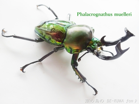 標本 天然甲虫 カブトムシ 虹色 遊色 生物 ナチュラル 希少 ブローチ-