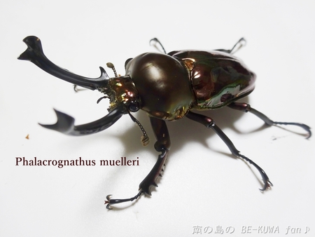 ▲虹色黒系 & リュウコ割出 & サビイロカブト & アオスジアゲハ