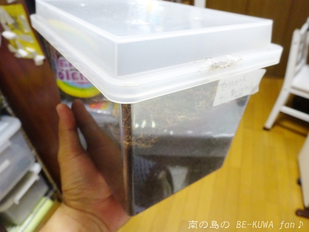 ▲虹色黒系 & リュウコ割出 & サビイロカブト & アオスジアゲハ