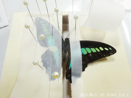 ▲虹色黒系 & リュウコ割出 & サビイロカブト & アオスジアゲハ