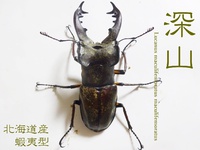 ▲国産ミヤマ & ノコギリ産卵セット色々 & オキノエラブノコ羽化 & ニジイロ標本