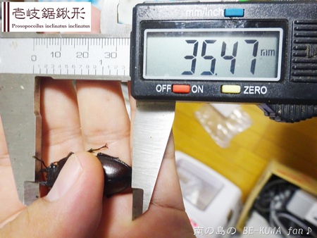 ▲国産ミヤマ & ノコギリ産卵セット色々 & オキノエラブノコ羽化 & ニジイロ標本