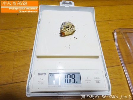 ▲国産ミヤマ & ノコギリ産卵セット色々 & オキノエラブノコ羽化 & ニジイロ標本
