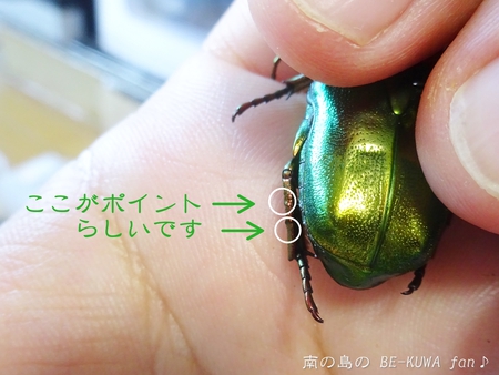 ▲ハナムグリ & ギラファ & アカアシ & ツマベニチョウ & 花潜標本