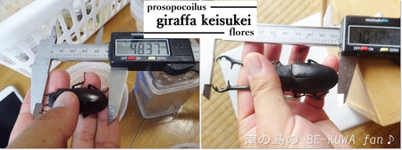 ▲ハナムグリ & ギラファ & アカアシ & ツマベニチョウ & 花潜標本