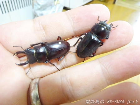 ▲ハナムグリ & ギラファ & アカアシ & ツマベニチョウ & 花潜標本