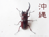 ▲奇形？オキノコ & オキカブ幼虫 & ジャコウアゲハ &　国産ミヤマ展足 2016/10/18 22:30:00