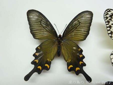 ▲奇形？オキノコ & オキカブ幼虫 & ジャコウアゲハ &　国産ミヤマ展足