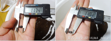 ▲ローゼンベルグオウゴンオニ & オキネブ & パプキン & 壱岐ノコ産卵セット & 沖縄烏揚羽