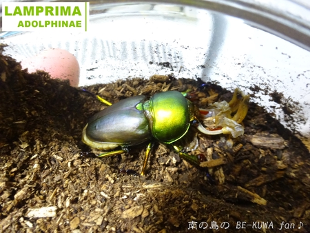 ▲ローゼンベルグオウゴンオニ & オキネブ & パプキン & 壱岐ノコ産卵セット & 沖縄烏揚羽