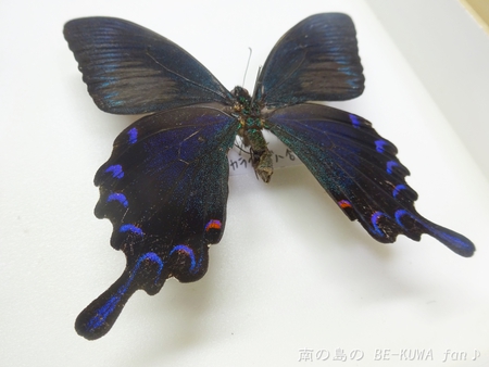 ▲ローゼンベルグオウゴンオニ & オキネブ & パプキン & 壱岐ノコ産卵セット & 沖縄烏揚羽