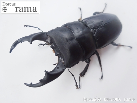 ▲ラマヒラタ & オキカブビン交換 & アマノコ標本 & ツマベニチョウ