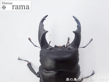 ▲ラマヒラタ & オキカブビン交換 & アマノコ標本 & ツマベニチョウ
