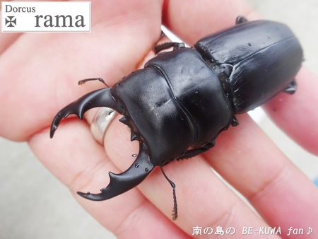 ▲ラマヒラタ & オキカブビン交換 & アマノコ標本 & ツマベニチョウ