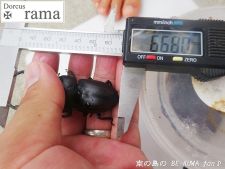 ▲ラマヒラタ & オキカブビン交換 & アマノコ標本 & ツマベニチョウ