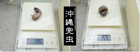 ▲ラマヒラタ & オキカブビン交換 & アマノコ標本 & ツマベニチョウ
