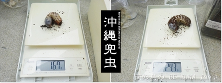 ▲ラマヒラタ & オキカブビン交換 & アマノコ標本 & ツマベニチョウ