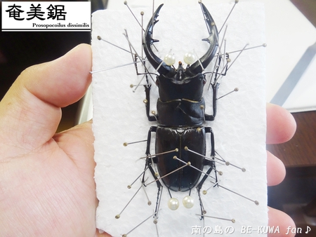 ▲ラマヒラタ & オキカブビン交換 & アマノコ標本 & ツマベニチョウ
