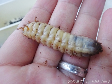 ▲頂き物 & リュウキュウオオハナムグリ？ & ノコ飼育 & エラフスミヤマ