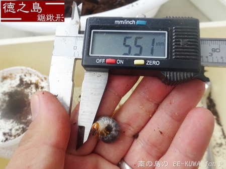 ▲頂き物 & リュウキュウオオハナムグリ？ & ノコ飼育 & エラフスミヤマ