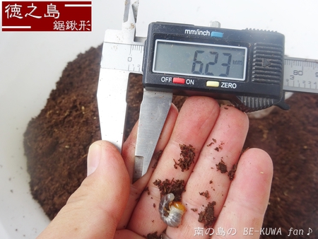 ▲頂き物 & リュウキュウオオハナムグリ？ & ノコ飼育 & エラフスミヤマ