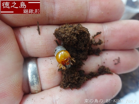 ▲頂き物 & リュウキュウオオハナムグリ？ & ノコ飼育 & エラフスミヤマ
