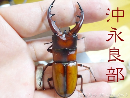 ■2017目標設定 & オキノエラブノコ & オフ会 & 色虫