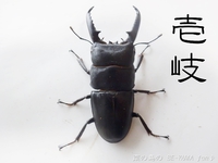 ■頂き物五島と壱岐 & オキカブビン交換 & リュウキュウアサギマダラ & ヤマトカブト標本 2017/02/13 00:10:00
