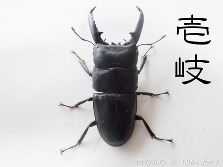 ■頂き物五島と壱岐 & オキカブビン交換 & リュウキュウアサギマダラ & ヤマトカブト標本