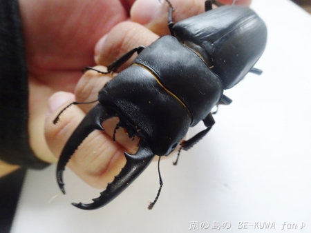 ■頂き物五島と壱岐 & オキカブビン交換 & リュウキュウアサギマダラ & ヤマトカブト標本