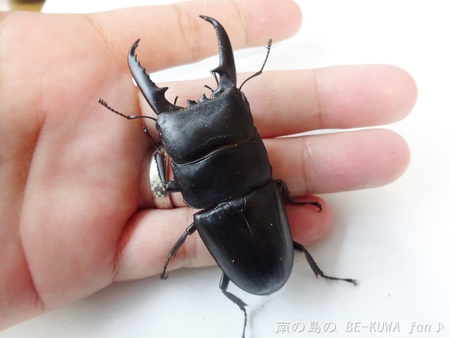 ■頂き物五島と壱岐 & オキカブビン交換 & リュウキュウアサギマダラ & ヤマトカブト標本