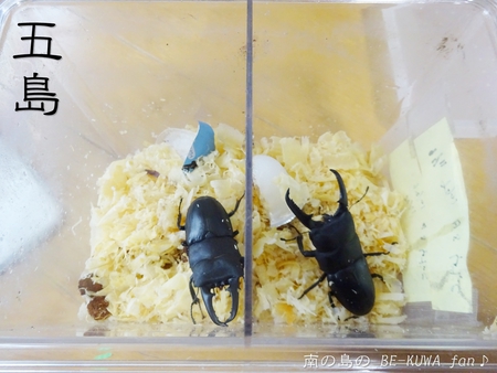 ■頂き物五島と壱岐 & オキカブビン交換 & リュウキュウアサギマダラ & ヤマトカブト標本
