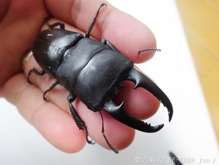 ■頂き物五島と壱岐 & オキカブビン交換 & リュウキュウアサギマダラ & ヤマトカブト標本