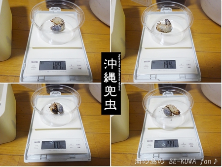 ■頂き物五島と壱岐 & オキカブビン交換 & リュウキュウアサギマダラ & ヤマトカブト標本