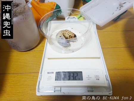 ■頂き物五島と壱岐 & オキカブビン交換 & リュウキュウアサギマダラ & ヤマトカブト標本