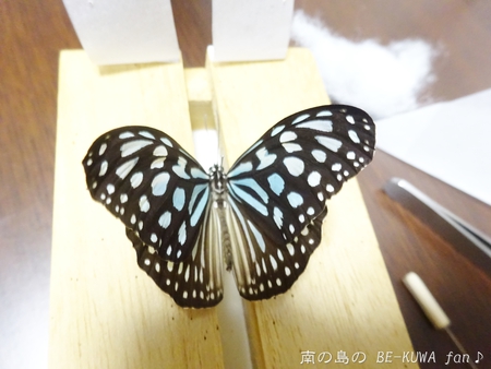 ■頂き物五島と壱岐 & オキカブビン交換 & リュウキュウアサギマダラ & ヤマトカブト標本