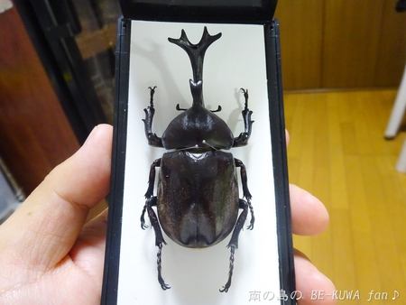 ■頂き物五島と壱岐 & オキカブビン交換 & リュウキュウアサギマダラ & ヤマトカブト標本