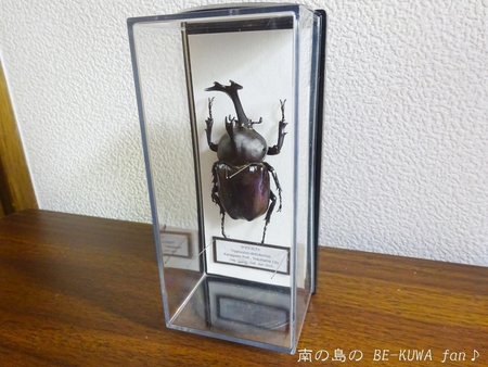 ■頂き物五島と壱岐 & オキカブビン交換 & リュウキュウアサギマダラ & ヤマトカブト標本
