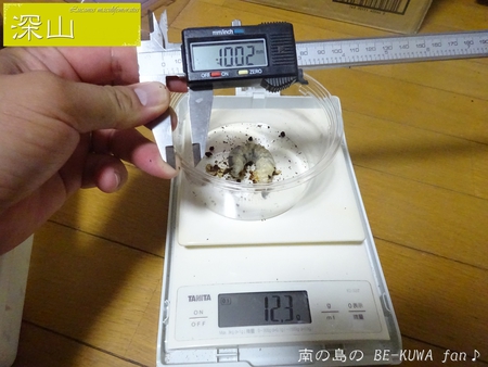 ■ゴトウヒラタ & マエダ・アマミ & 国産ミヤマビン交換 & タテハモドキ & ゴライアスオリエンタリス♀