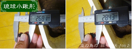 ■ペレメタ & リュウキュウコクワ & タイワンカブト & 国産ミヤマ & オキナワノコギリ